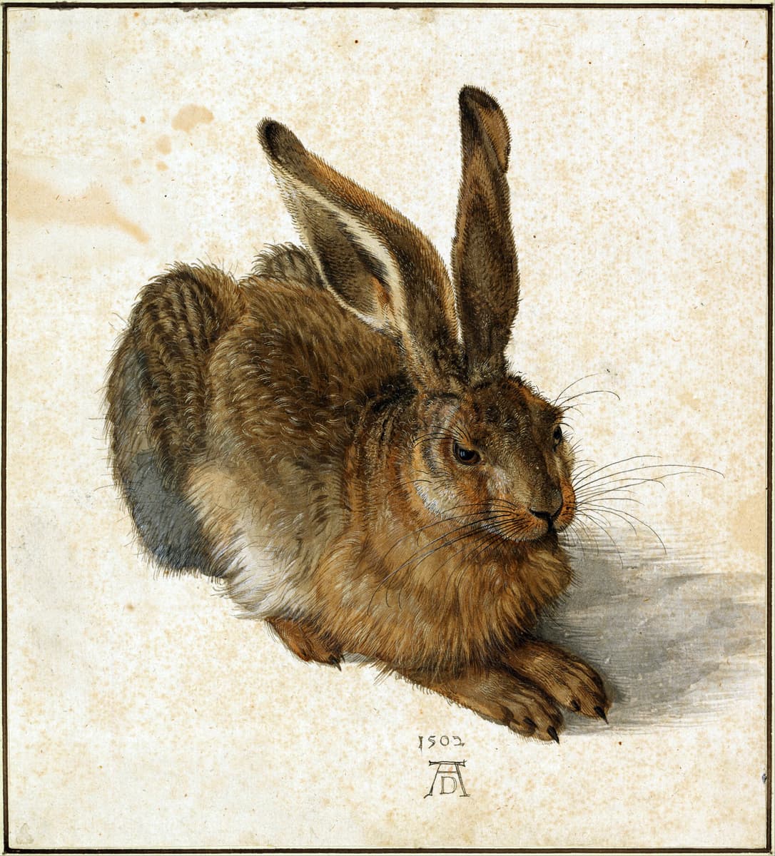 Young Hare